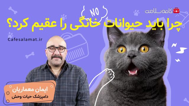 چرا باید حیوانات خانگی را عقیم کرد؟