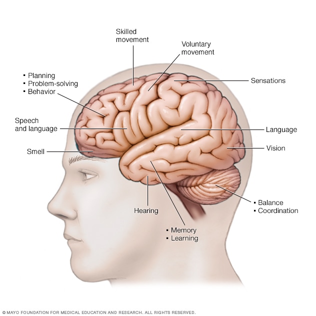 تصویری از عملکردهای مغز 
