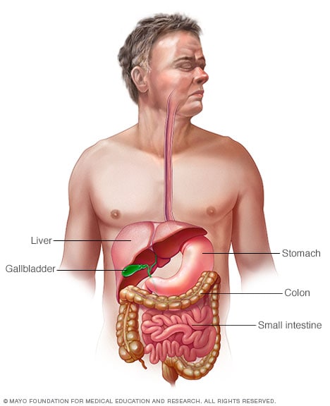 تصویری از سیستم گوارش در بدن انسان