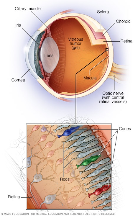 قسمت هایی از چشم داخلی