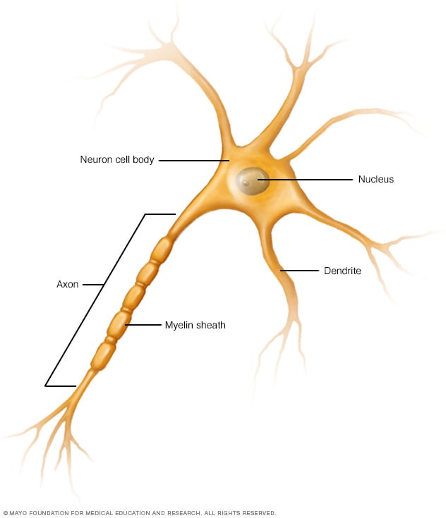 یک سلول عصبی (نورون) که آکسون و دندریت را نشان می دهد.