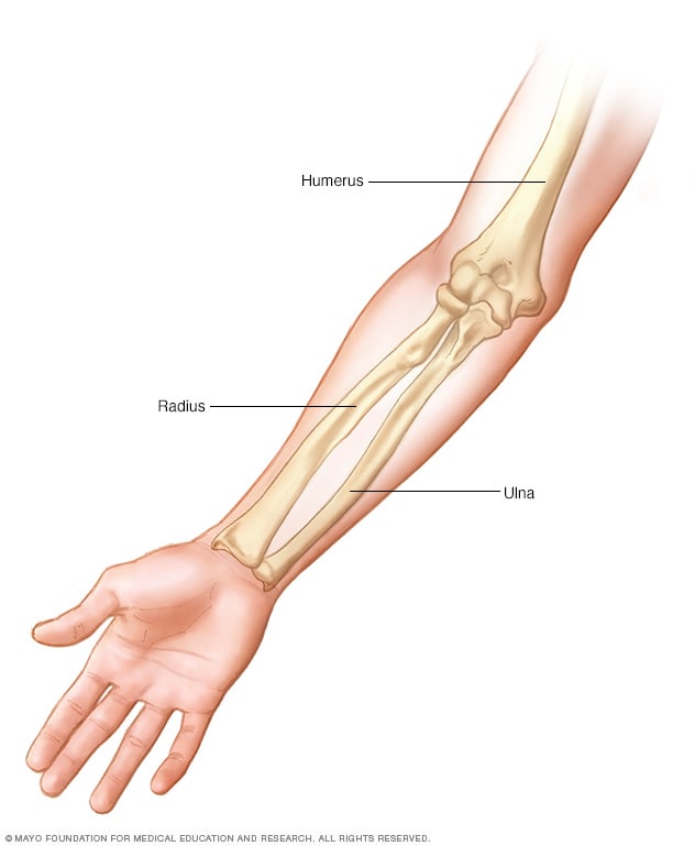 تصویری که استخوان های بازو را نشان می دهد
